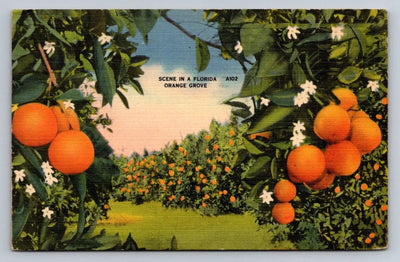 Scene in a Florida, Orange Grove, Fruit Trees A102 Vintage Postcard (circa 1942)