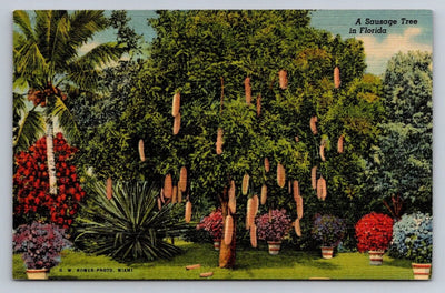 A Sausage Tree in Florida, G. W. Romer-photo, Miami Vintage Curt Teich Postcard