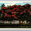 Royal Poinciana Tree, Florida Vintage Postcard