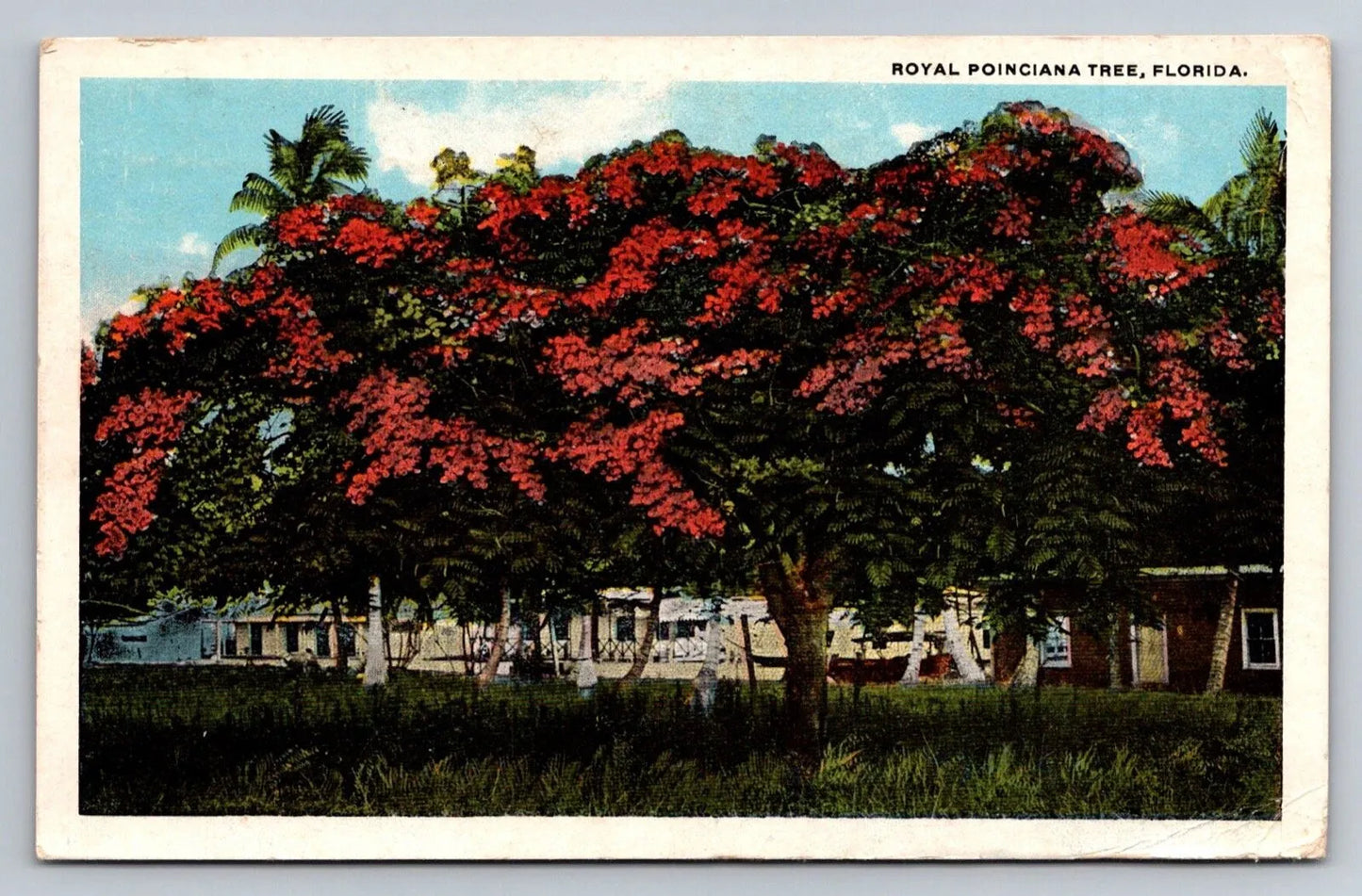 Royal Poinciana Tree, Florida Vintage Postcard