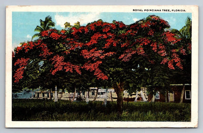 Royal Poinciana Tree, Florida Vintage Postcard