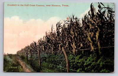 Cornfield in the Gulf Coast Country, Near Houston, Texas Vintage Postcard