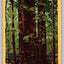 Cathedral Group, Big Trees Park, Santa Cruz County, Calif, Redwoods Postcard