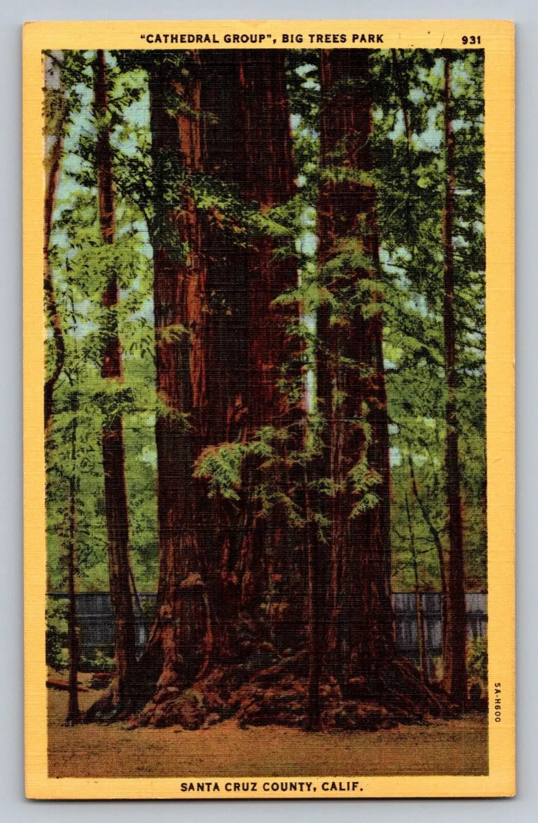 Cathedral Group, Big Trees Park, Santa Cruz County, Calif, Redwoods Postcard