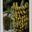 Growing Bananas, Florida - Banana Tree Vintage Postcard