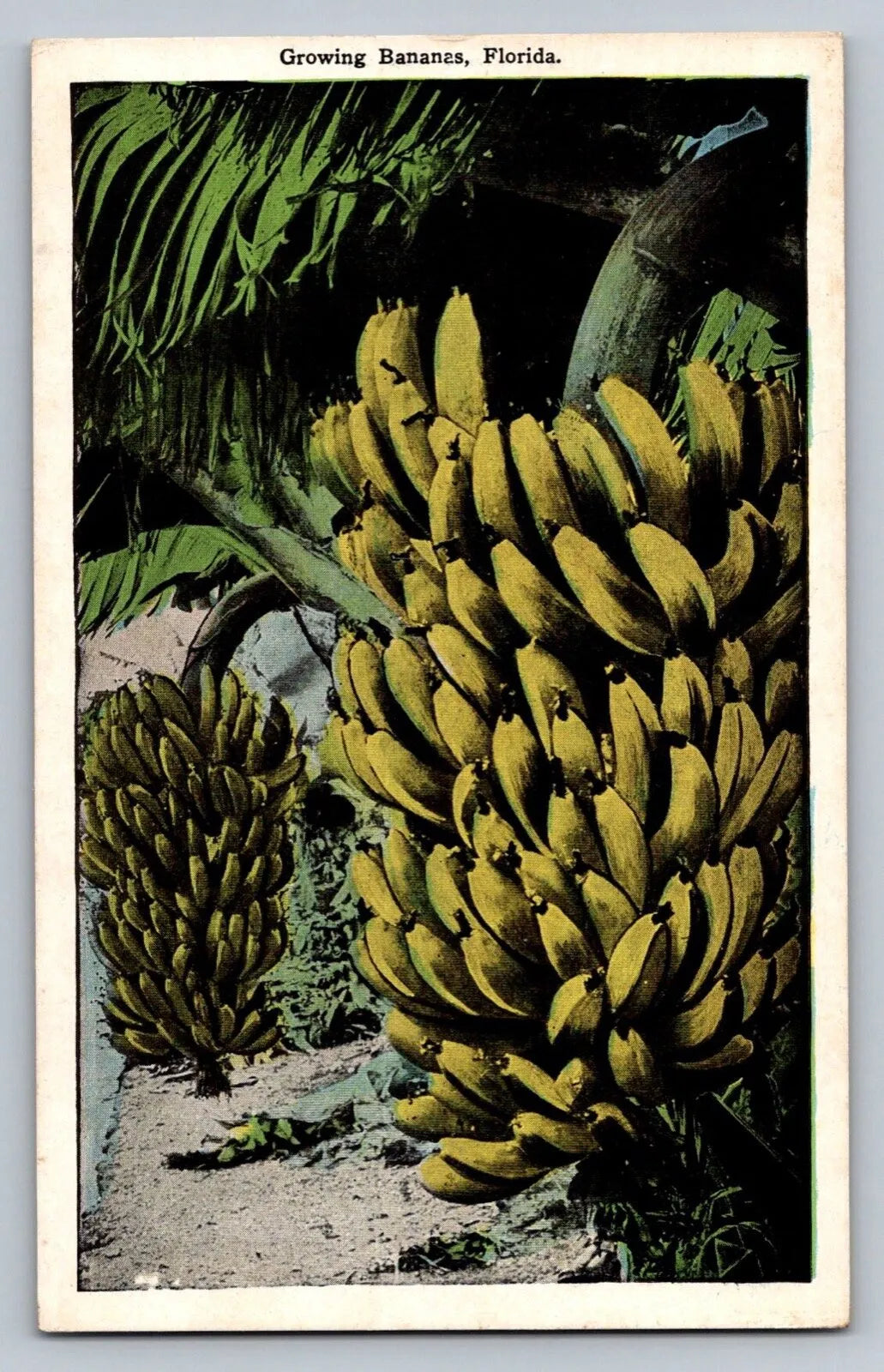 Growing Bananas, Florida - Banana Tree Vintage Postcard