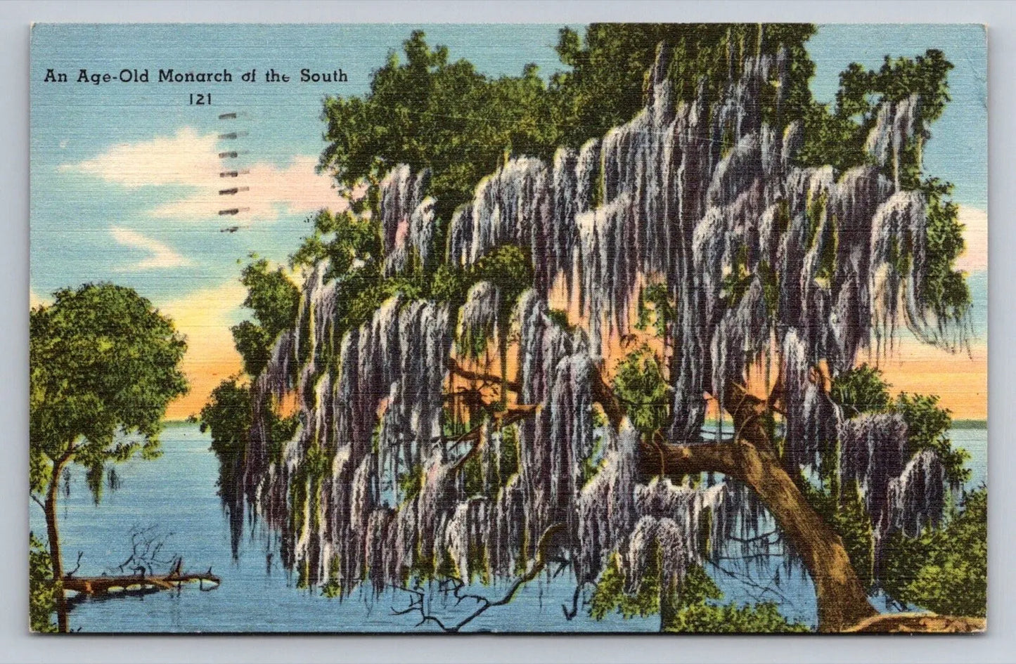 An Age-old Monarch of the South, Live Oak Tree, Spanish Moss, Coast Postcard