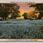 Humble, Your Host on Texas Highways, Bluebonnets, Texas State Flower Postcard