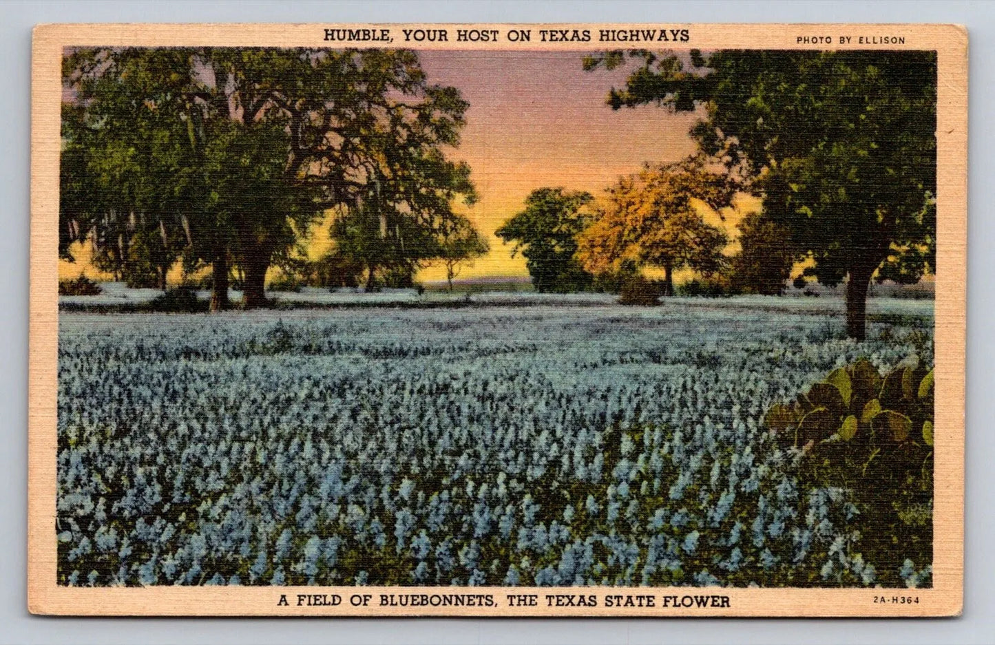 Humble, Your Host on Texas Highways, Bluebonnets, Texas State Flower Postcard