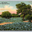 Blue Bonnets, the Texas State Flower Tex. 103 Vintage Curt Teich Postcard