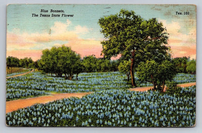 Blue Bonnets, the Texas State Flower Tex. 103 Vintage Curt Teich Postcard