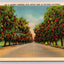 Highway Bordered with Peppers Trees in Southern California Vintage Postcard