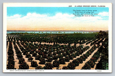 Large Orange Grove, Florida Vintage Asheville Postcard Co Postcard