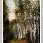 A White Mountain Birch Path Trees, New Hampshire Vintage Postcard - Great!