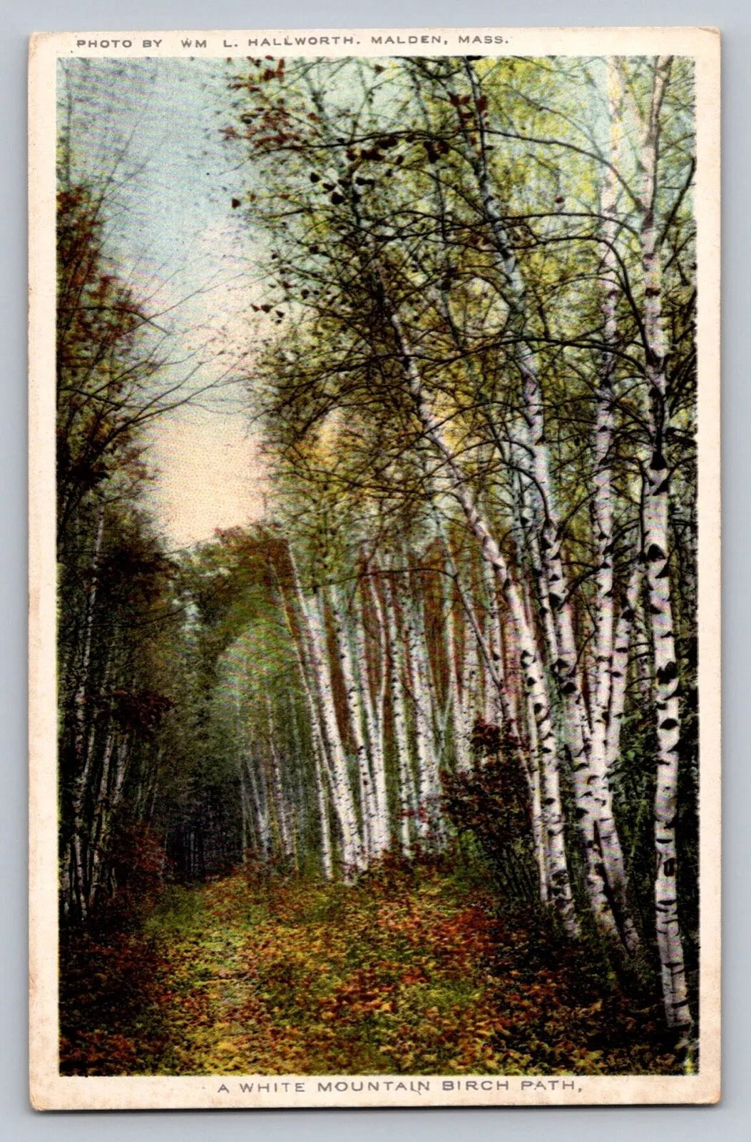 A White Mountain Birch Path Trees, New Hampshire Vintage Postcard - Great!