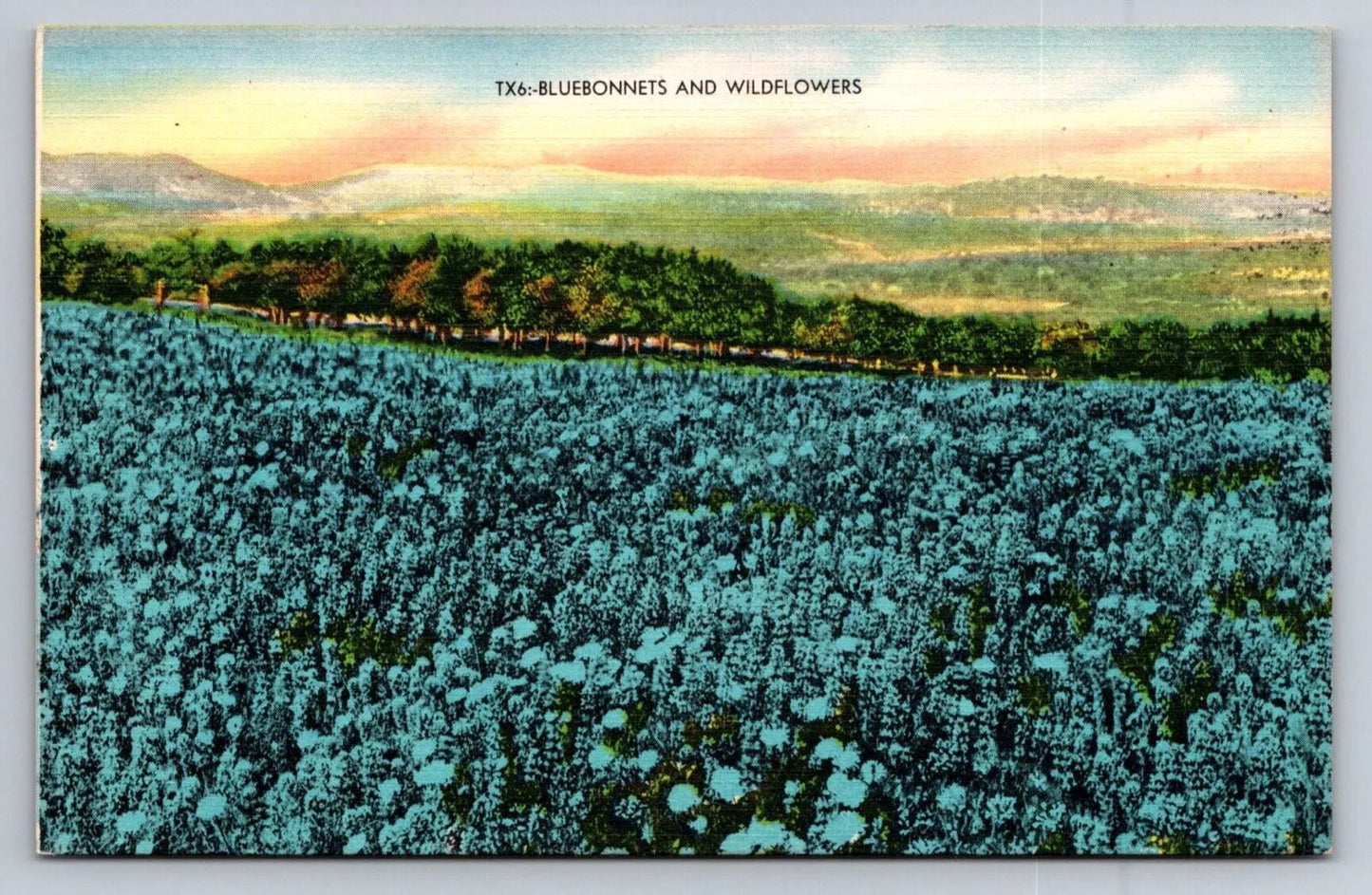 Bluebonnets and Wildflowers, Texas TX6 Vintage Postcard