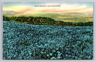 Bluebonnets and Wildflowers, Texas TX6 Vintage Postcard