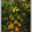 Papaya Tree, Florida, Fruit Vintage Postcard