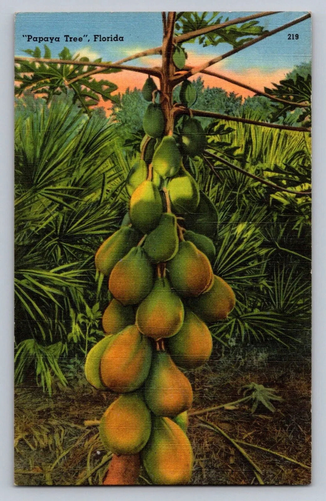 Papaya Tree, Florida, Fruit Vintage Postcard