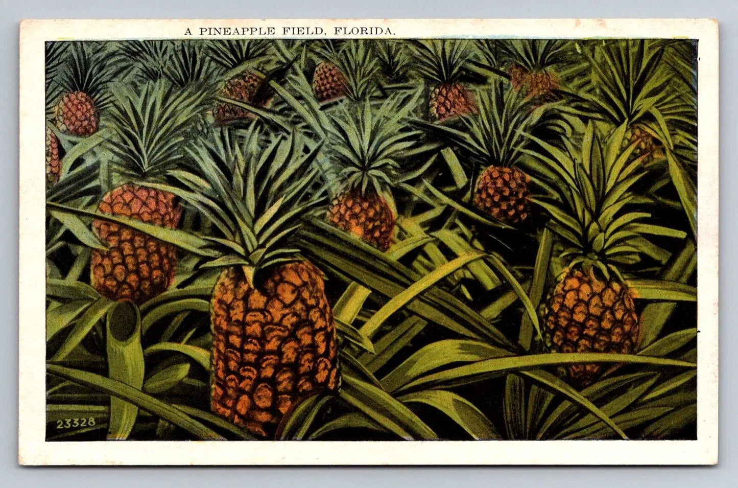 A Pineapple Field, Florida 23328 Vintage Postcard