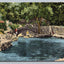 Comal Springs, Landa Park, New Braunfels, Texas Comal River Vintage Postcard