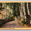 White Birches, White Mts., New Hampshire, Trees Vintage Curt Teich Postcard