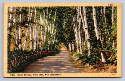 White Birches, White Mts., New Hampshire, Trees Vintage Curt Teich Postcard