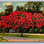 Royal Poinciana Tree in Florida Vintage Postcard (circa 1940)