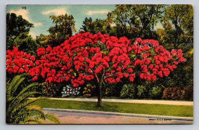 Royal Poinciana Tree in Florida Vintage Postcard (circa 1940)