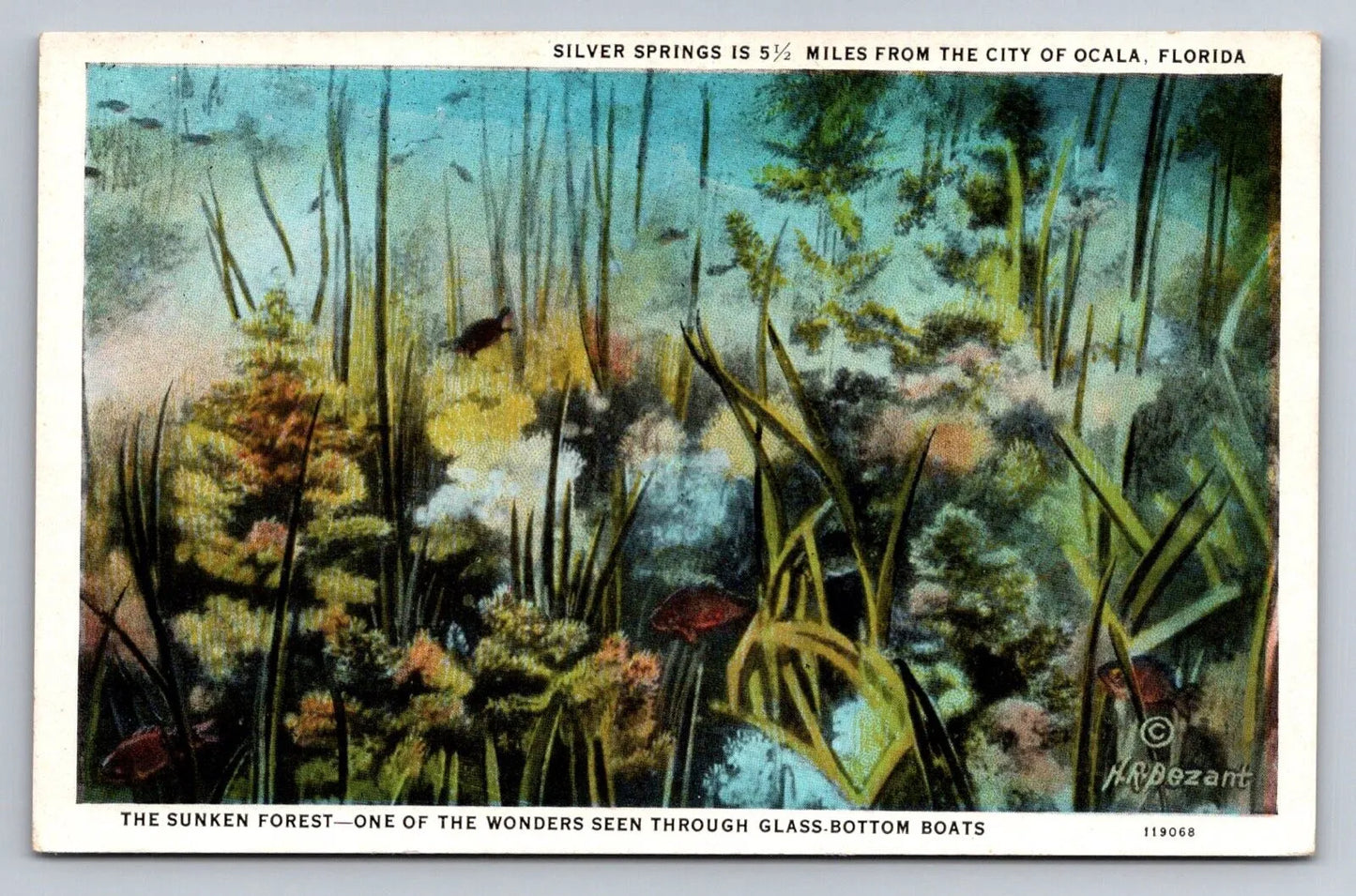 Silver Springs is 5 1/2 Miles from the City of Ocala, Florida Vintage Postcard