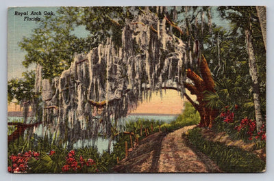 Royal Arch Oak, Florida Tree Vintage Curt Teich Postcard (circa 1918)