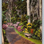 Main Trail Through Cypress Gardens in Sunny Florida Vintage Postcard BEAUTIFUL