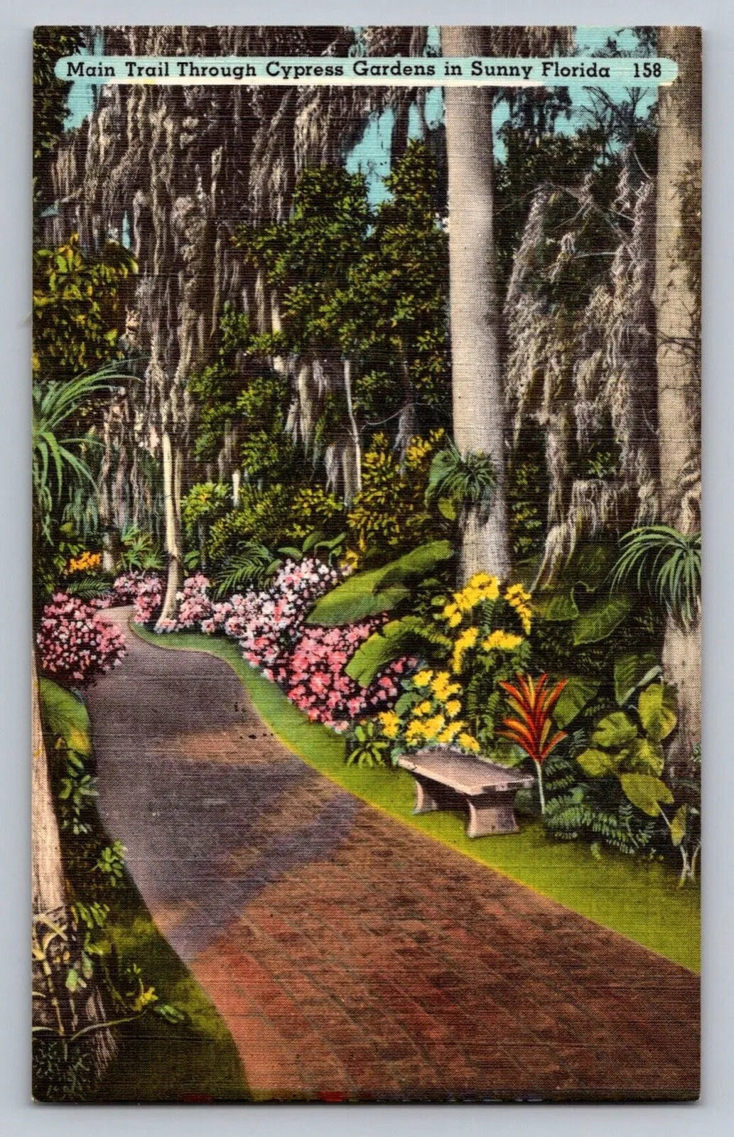 Main Trail Through Cypress Gardens in Sunny Florida Vintage Postcard BEAUTIFUL