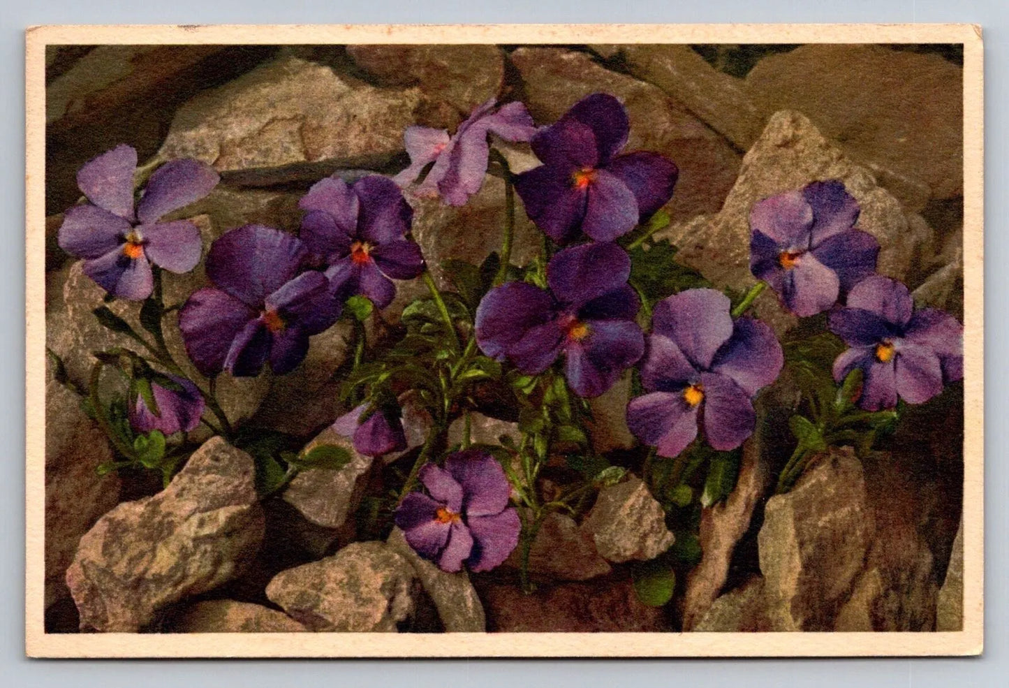 Viola Cenisia L. Flower Purple Vintage Postcard (circa 1950)