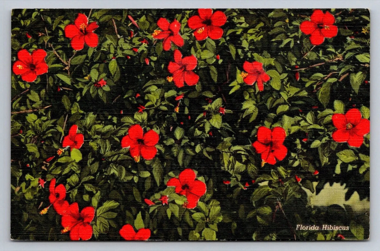 Florida Hibiscus Red Flowers Vintage Curt Teich Postcard