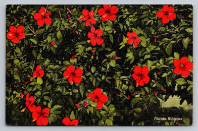 Florida Hibiscus Red Flowers Vintage Curt Teich Postcard