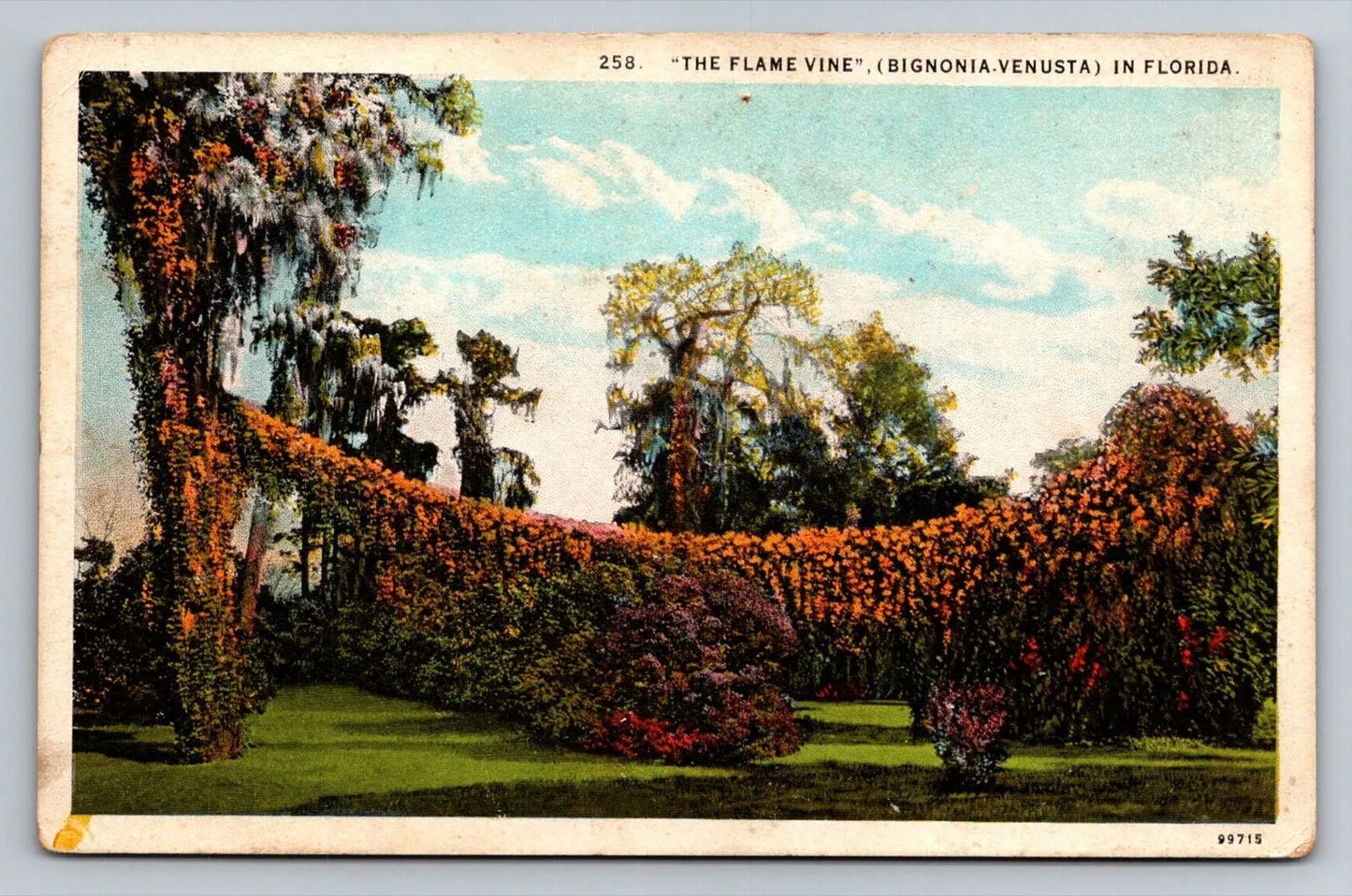 The Flame Vine, Bignonia-Venusta in Florida Vintage Postcard