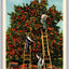 Picking Oranges in Florida Vintage Asheville Postcard Co Postcard (circa 1930)