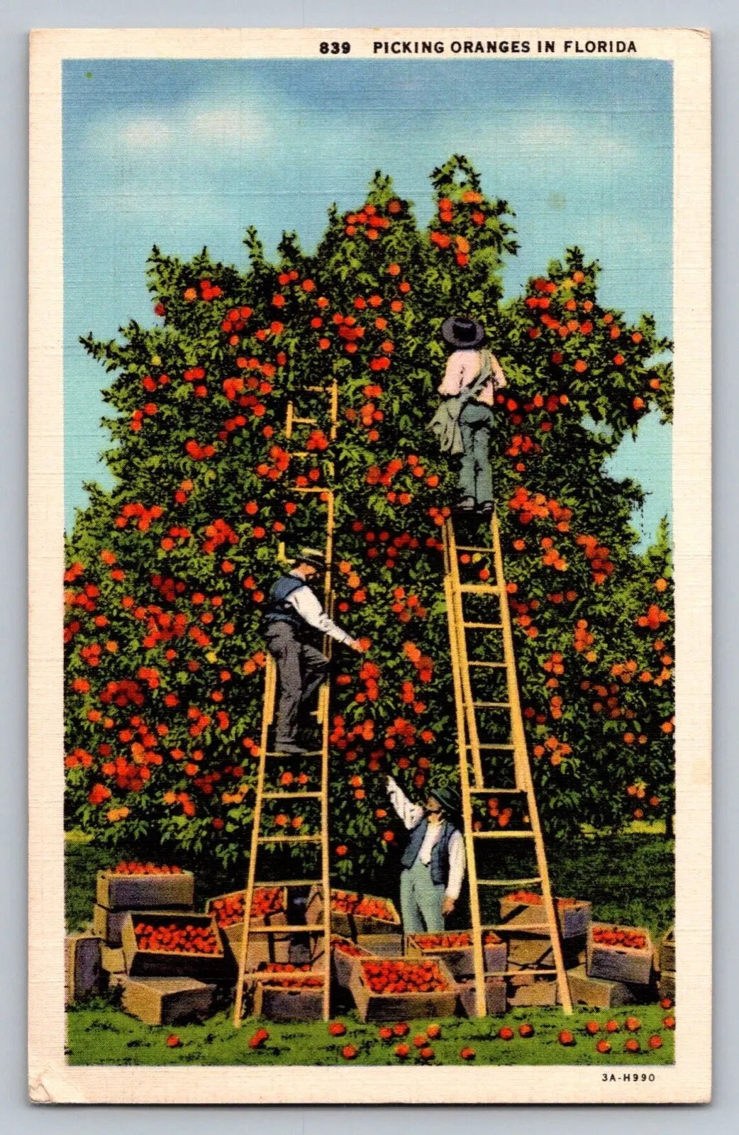 Picking Oranges in Florida Vintage Asheville Postcard Co Postcard (circa 1930)