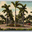 Entrance to Florida's Secret Paradise - Palm Trees Vintage Postcard - Wow!