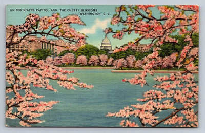 United States Capitol and the Cherry Blossoms, Washington, DC Vintage Postcard