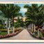 Palm Walk, Florida - F218 Vintage Postcard