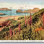 Wild Flowers Grow Near the Pacific, Southwestern Oregon Vintage Postcard