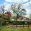 Pear Tress in Bloom