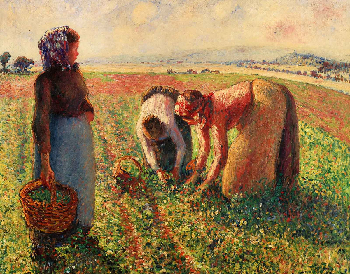 Picking Peas Fine Art Print 1893 Painting by Camille Pissarro (6 Sizes)