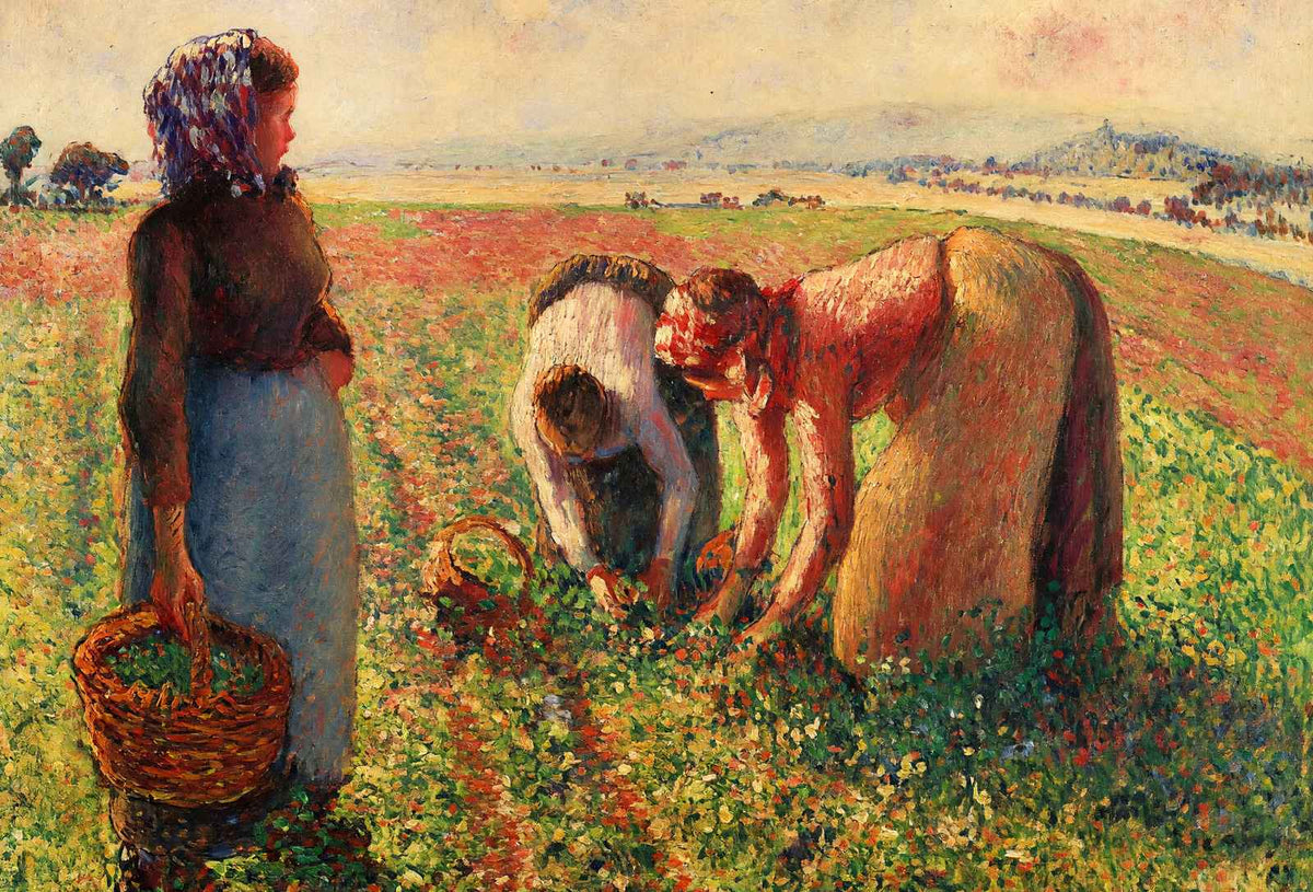 Picking Peas Fine Art Print 1893 Painting by Camille Pissarro (6 Sizes)