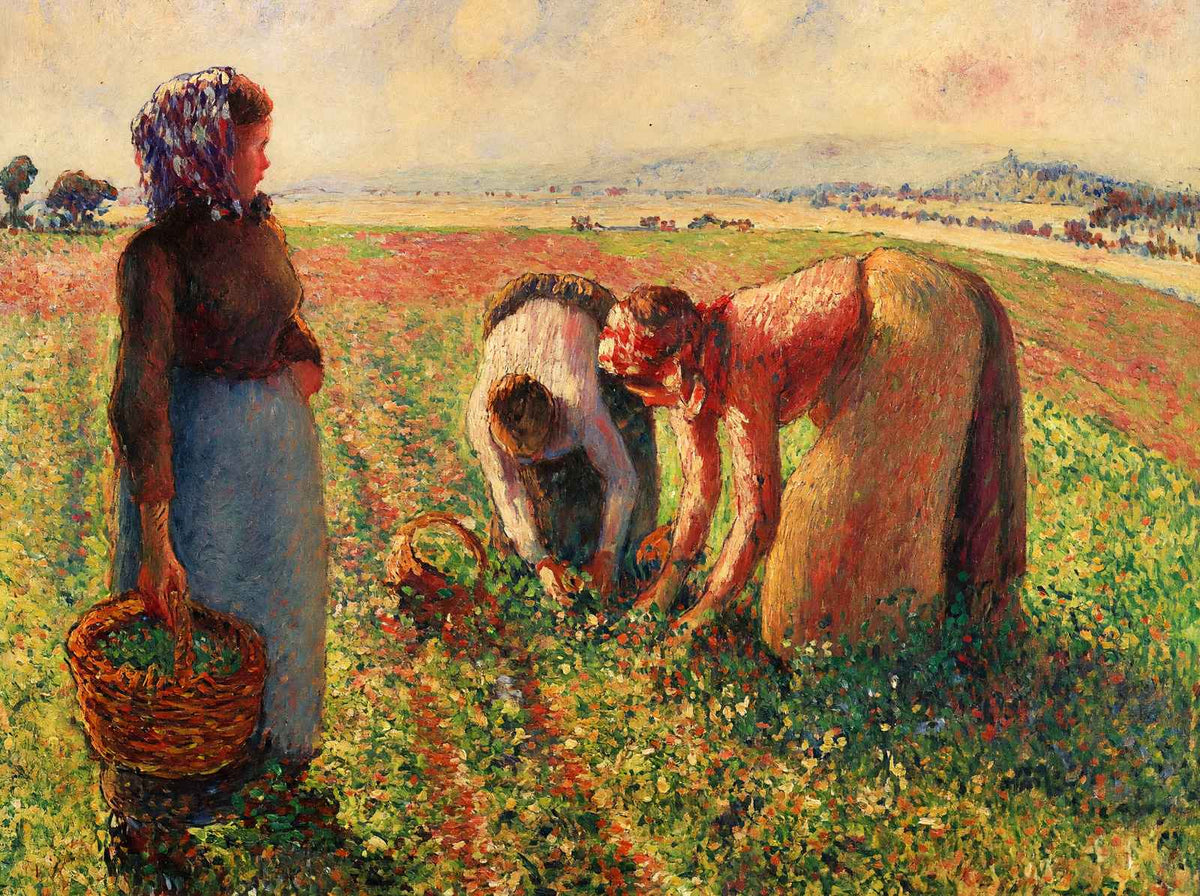 Picking Peas Fine Art Print 1893 Painting by Camille Pissarro (6 Sizes)
