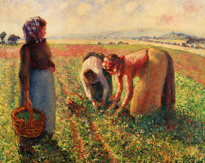 Picking Peas (1893) art print by Camille Pissarro (1893)