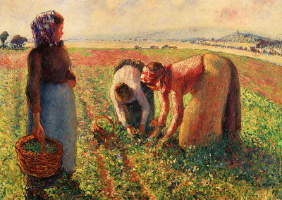 Picking Peas Fine Art Print 1893 Painting by Camille Pissarro (6 Sizes)