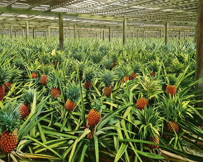 Pineapple Grove